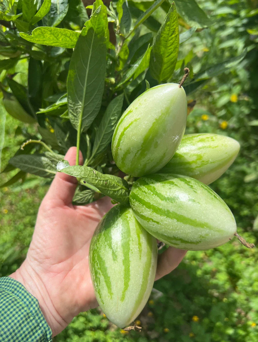 Kendall's Gold Pepino Melon Cuttings - 6 Fresh Cuttings (Solanum muricatum) - Tropical Fruit Plant for Home Garden