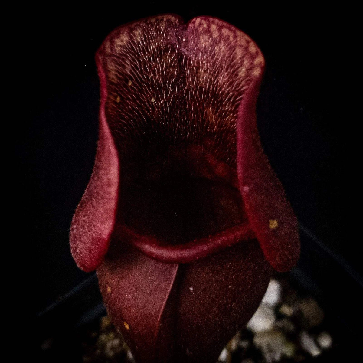 Sarracenia purpurea Venosa Red Pitcher Plant - Carnivorous Garden Plant, Red-Striped Leaves