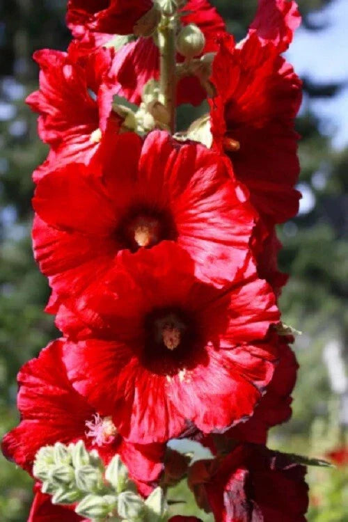 Bright Red Hollyhock Seeds - 25 Perennial Flower Seeds - Alcea rosea - US Seller