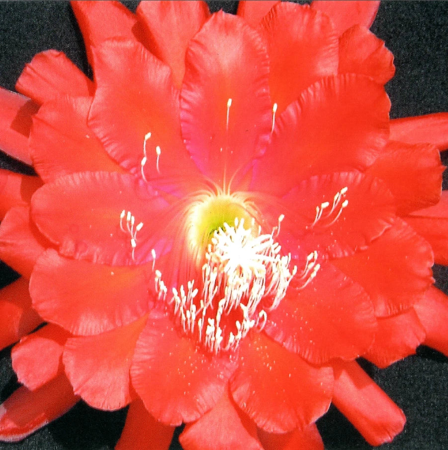 Epiphyllum Cuttings, "Edith Belle" Orchid Cactus, Don's Cuttings, Tropical Succulent Plant