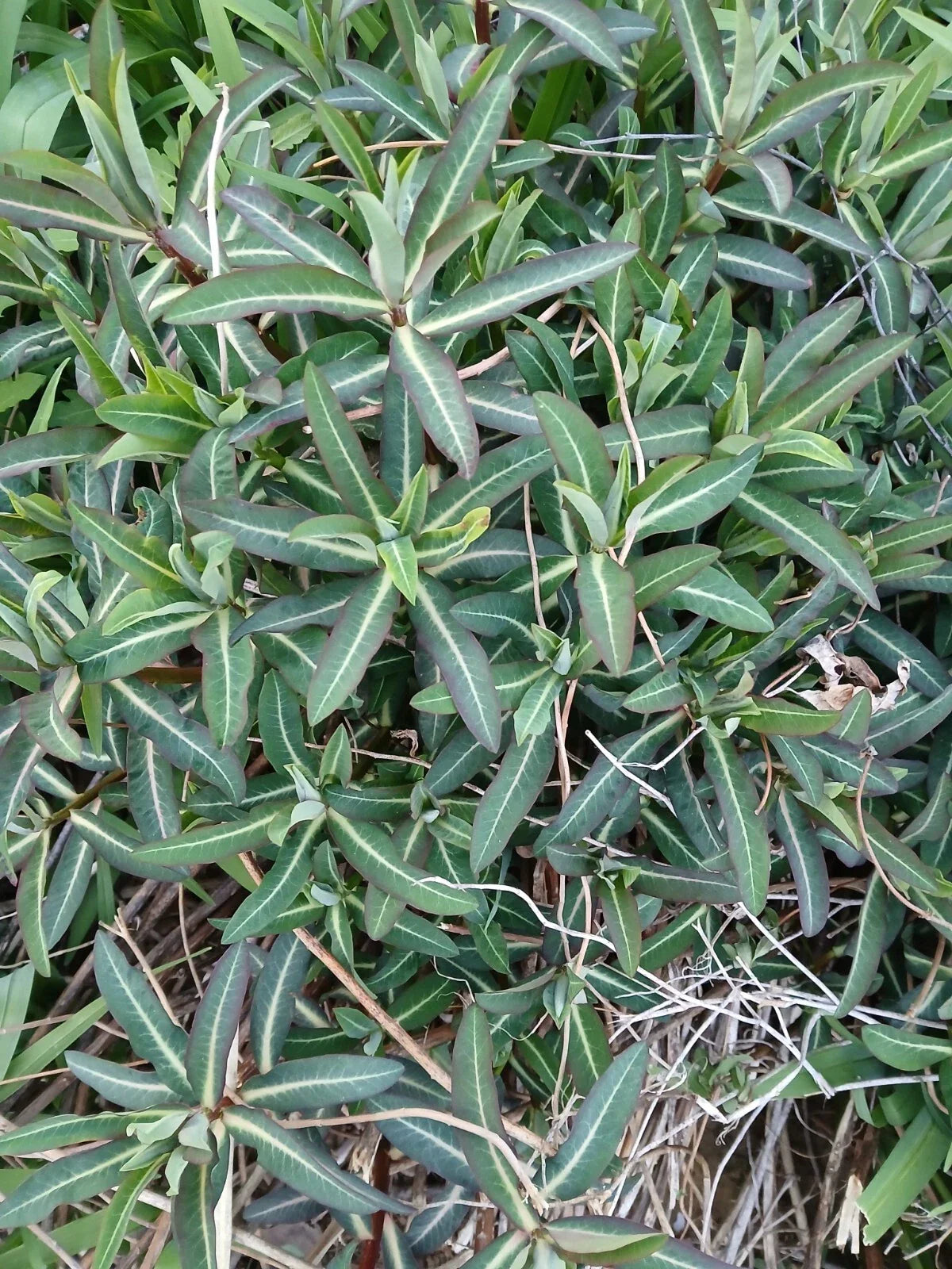 Live Euphorbia Lathyris Caper Spurge Plant - Well Rooted Perennial - 3 Years Old