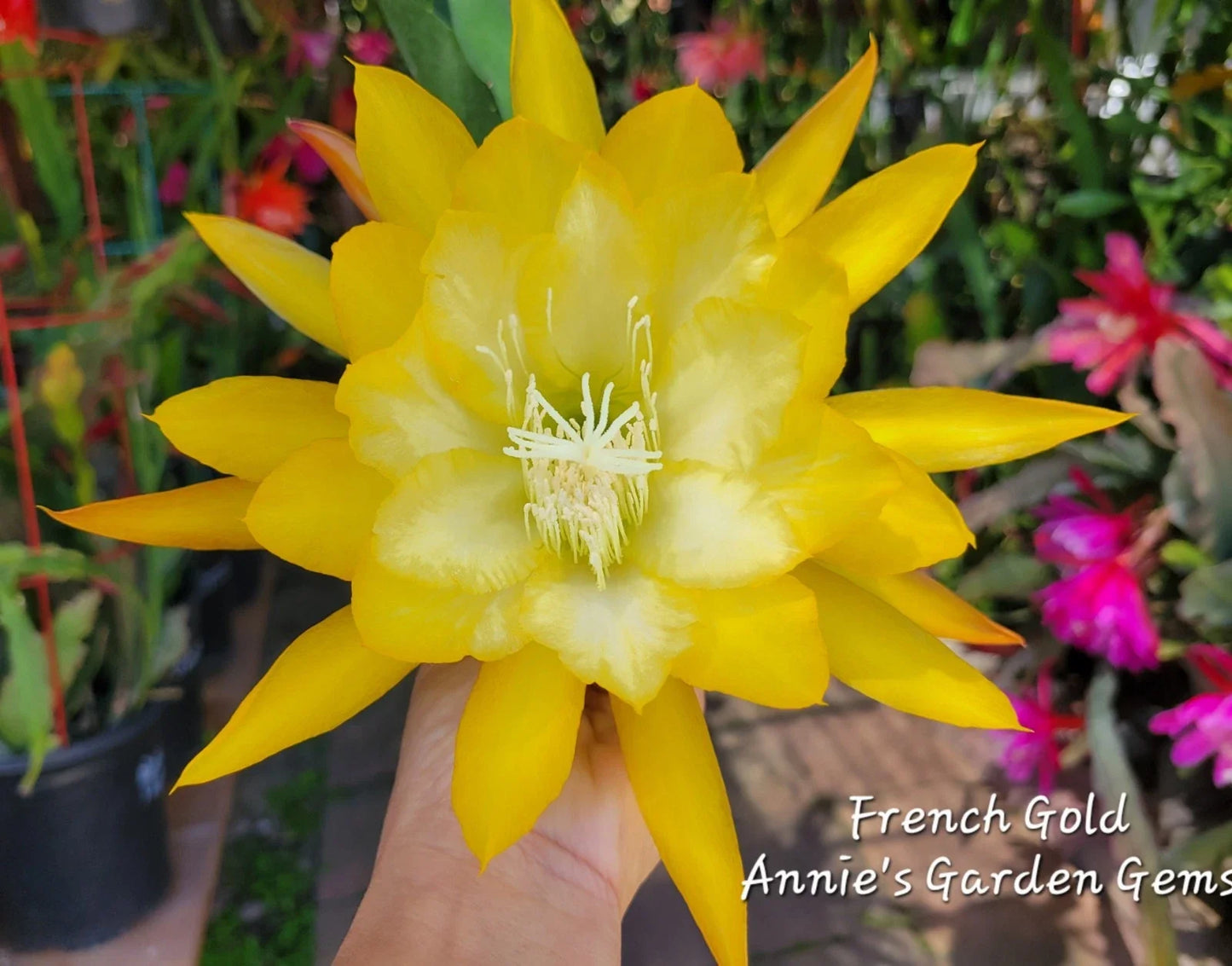 Epiphyllum Cuttings - 8 to 10 Inches - French Gold - Unrooted Epiphyllum oxypetalum