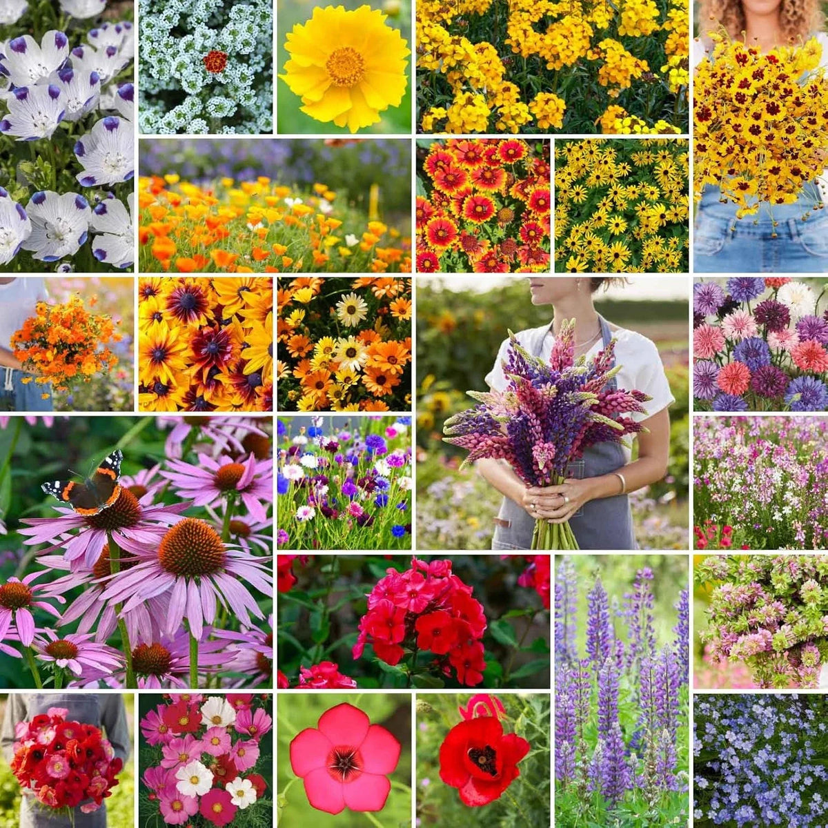 Southeast Wildflower Mixed Seeds 1/4 lb - Eden Brothers, 120,000+ Seeds, Native Wildflower Seed Blend
