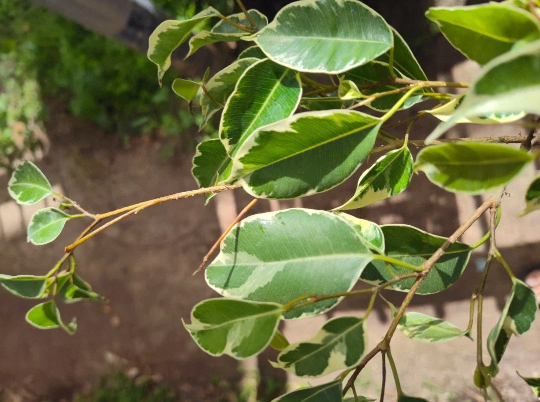 Variegated Ficus Benjamina Live Plant Plug - Large Rooted Perennial Ficus with Stunning Variegated Foliage