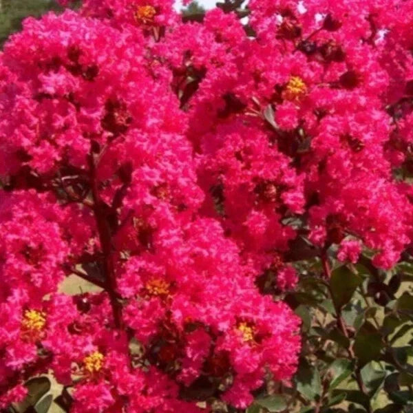 Crape Myrtle Cuttings - 8 Heirloom Deep Rich Pink Cuttings - Lagerstroemia indica