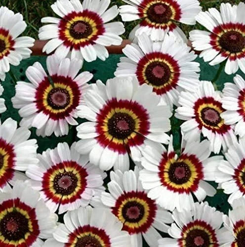 Painted Daisy Flower Seeds - 100 Count - Colorful Chrysanthemum Variety - Bellis perennis