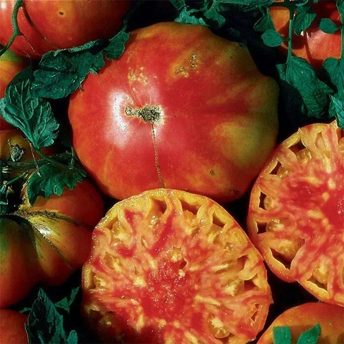 Heirloom Hillbilly Tomato Seeds - 120+ Organic Non-GMO Seeds - Rare Variety - Perfect for Home Gardening