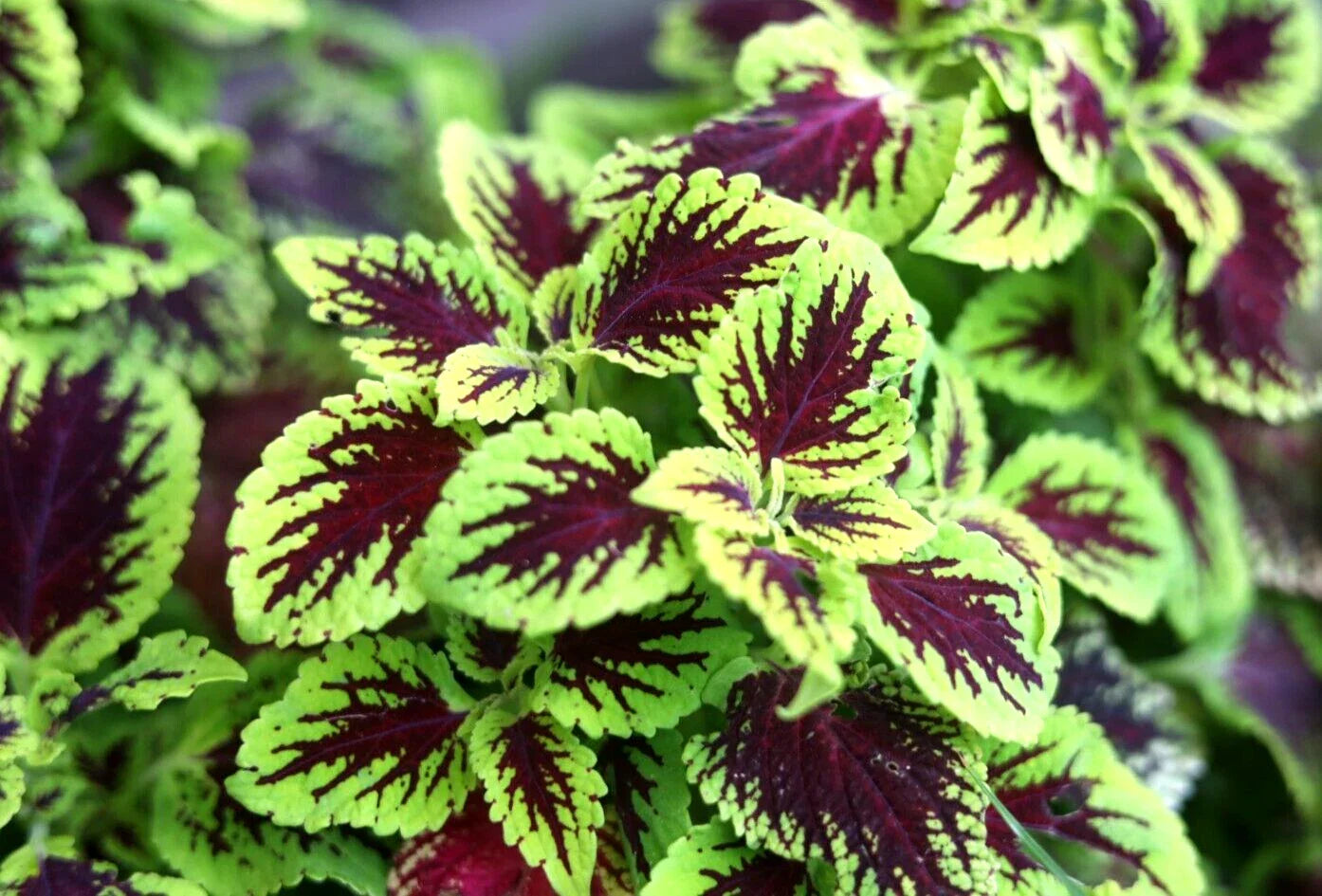 Coleus Cuttings - 10 Easy Rooting Tropical Plants - Variegated Colors - Perfect for Partial Shade - Coleus spp.
