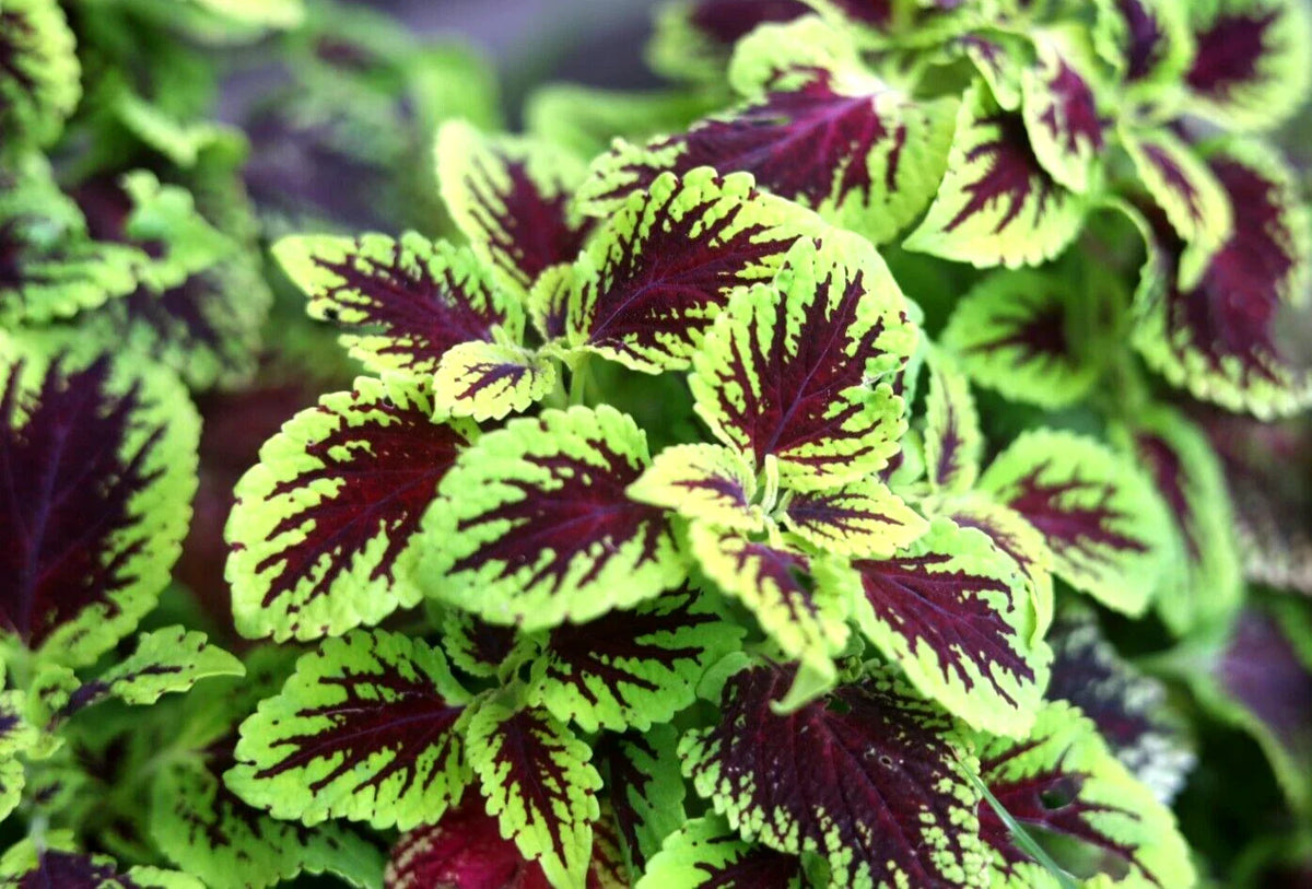 Coleus Cuttings - 10 Easy Rooting Tropical Plants - Variegated Colors - Perfect for Partial Shade - Coleus spp.