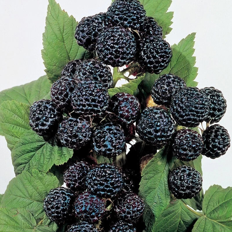 Jewel Black Raspberry Plant, Live Rooted Starter, Midseason, Self-Pollinating, Rubus occidentalis, Zones 4-8