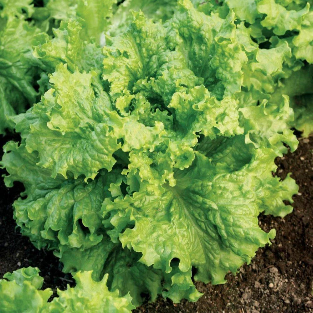 Lettuce Seeds 5000 Count Grand Rapids Waldmann Green Loose Leaf (Lactuca sativa) - Fast Growing, Early Harvest
