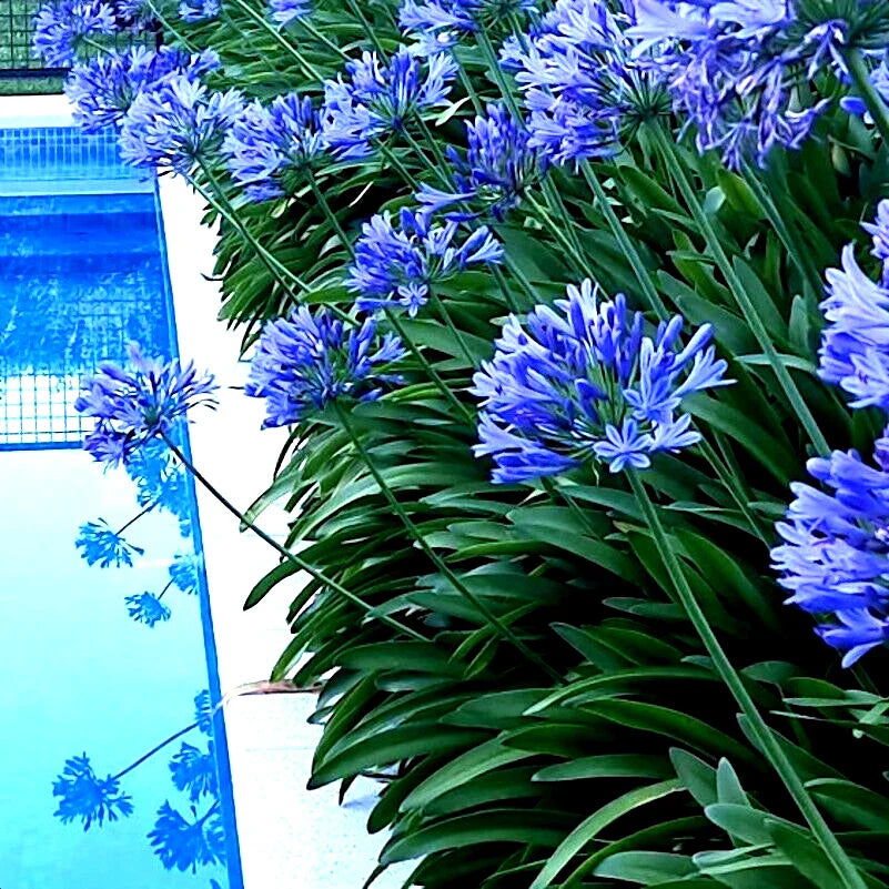 Dwarf Blue Lily of The Nile Flower Seeds - Agapanthus "Peter Pan" - 25 Pack - Ideal House Plant Seeds for Gardening