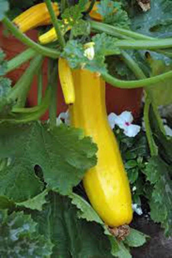 Squash Seeds - 100 Count - Early Prolific Straight Neck Squash - Heirloom Variety - Cucurbita pepo