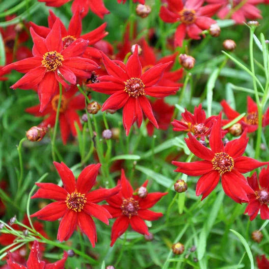 Coreopsis Amulet Red Dwarf Seeds - 500 Non-GMO Butterfly Garden Seeds - Compact Flowering Plant for Garden