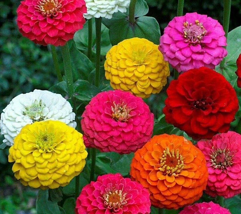 Zinnia Lilliput Flower Seeds 200+ Mixed Colors Annual - Zinnia elegans