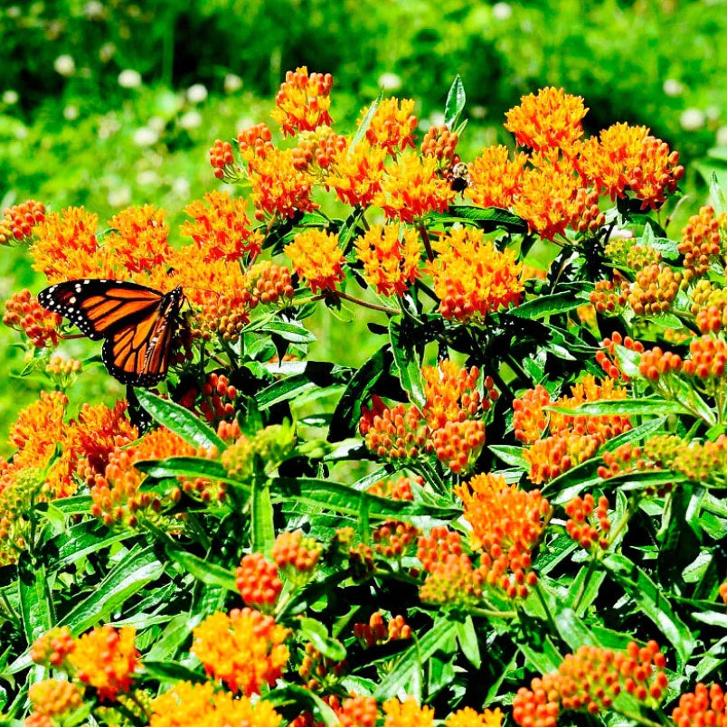 Milkweed Seeds - 100 Count - Orange Monarch Butterfly Host Plant - Asclepias Perennial - Native to USA
