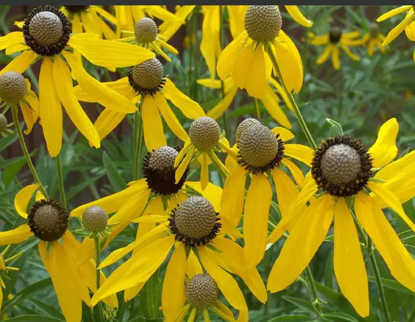 Coneflower Seeds, 500 Non-GMO Grey-Headed Perennial, Early Blooms, Attracts Pollinators & Bees (Echinacea)