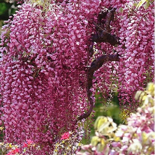Bright Pink Chinese Wisteria Seeds - 5 Perennial Climbing Flower Seeds (Wisteria sinensis) - Rare USA