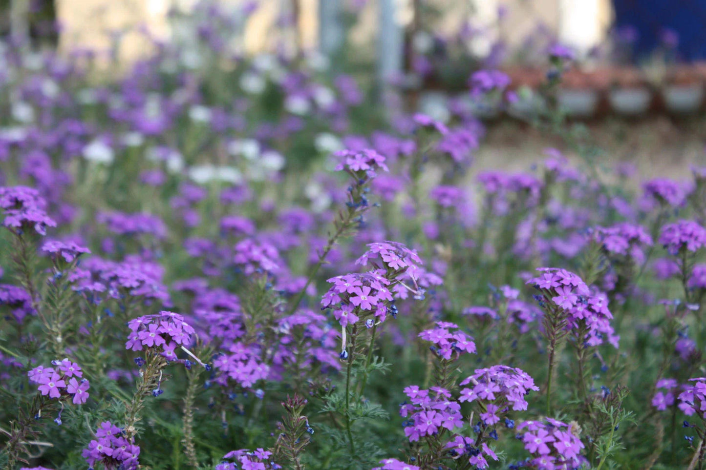 Moss Verbena Seeds - Perennial Ground Cover - Creeping Purple Flowers - Verbena bonariensis - Free Shipping