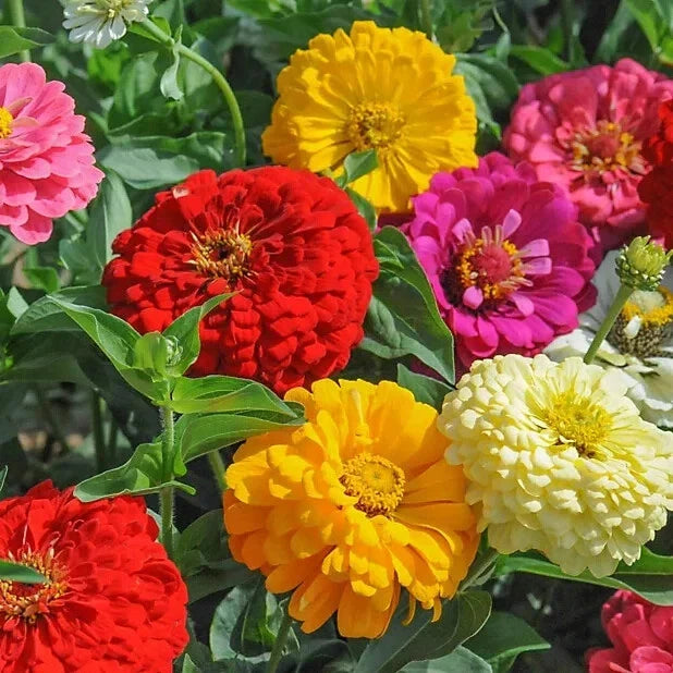 Zinnia Seeds - 100+ Sunshine Hybrid Mix - Colorful Flower Garden Seeds - Zinnia elegans - USA