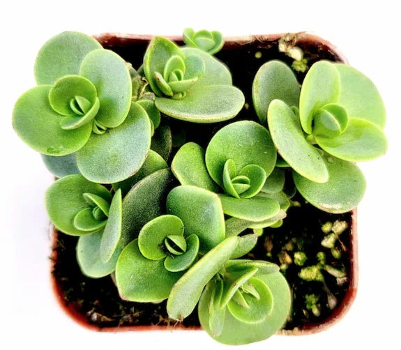 SunSparkler® Sedum 'Lime Zinger' Succulent Live Plant 4" Bare Roots - Hardy Ground Cover for Garden, Drought-Tolerant Perennial