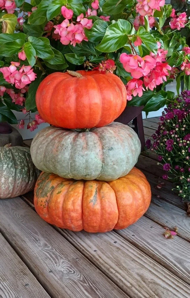 Stacker Pumpkin Mix Seeds (10 Seeds) - Heirloom Variety for Planting, Cucurbita pepo, Garden Vegetable Seeds