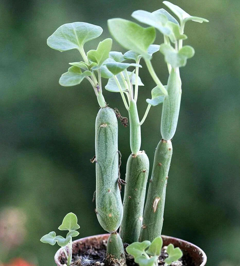 Rare Senecio Articulatus Candle Plant - 2" Diameter Rooted Succulent - Unique Houseplant for Collectors