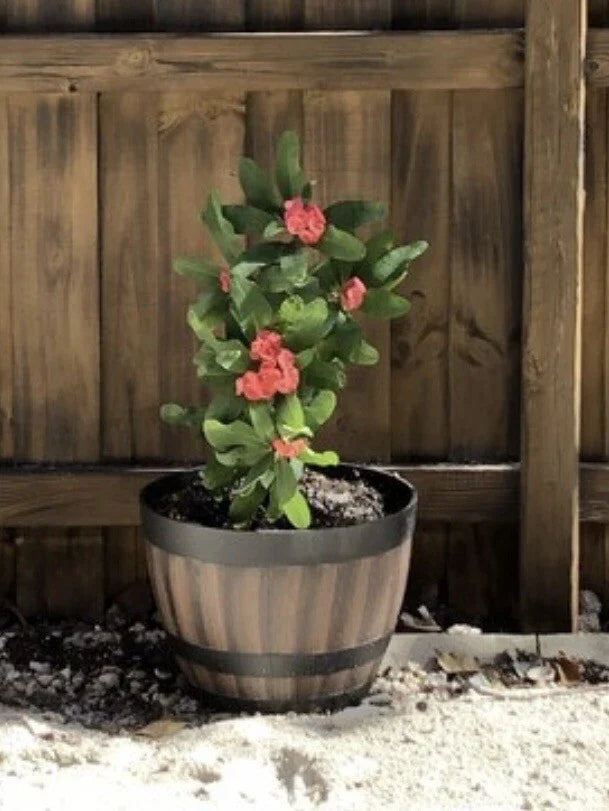 Crown of Thorns Cutting 4"-5" Big Red Flowers Euphorbia milii