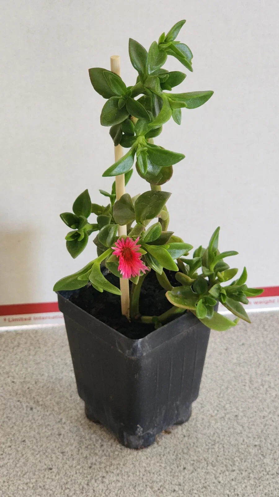 Sun Rose Plant in Soil - 6 to 8 Inches Long, Red Apple Variety, Aptenia cordifolia