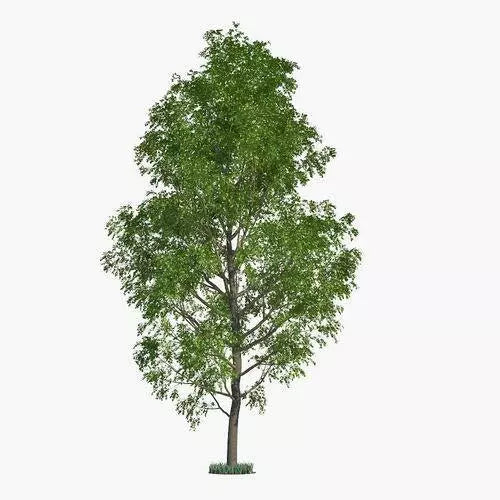 Hybrid Poplar Trees - 2 Pack - Fast Growing Privacy Shade Landscaping - Populus deltoides x Populus nigra