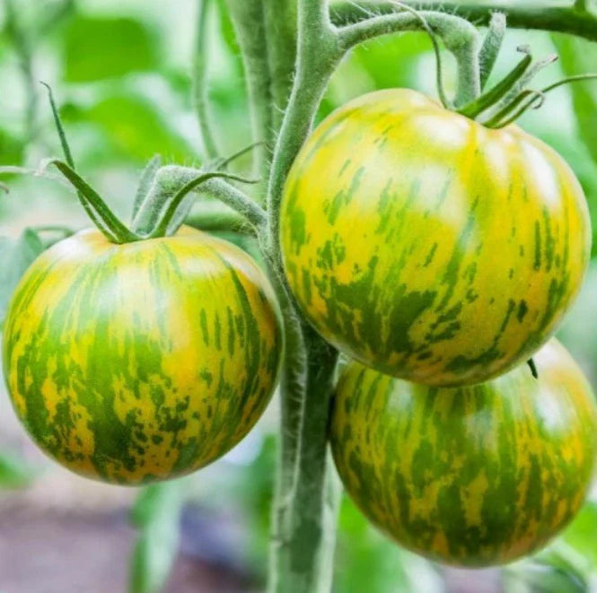 Tomato Seeds - 50 Pack - Green Zebra Heirloom - Indeterminate, Non-GMO - Sweet & Zingy Flavor - Perfect for Home Gardening
