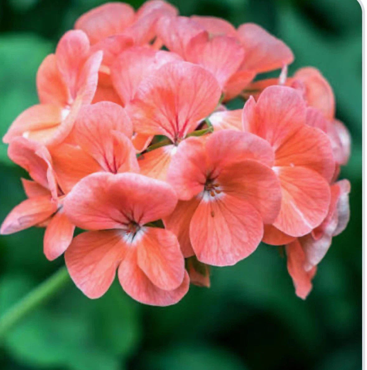 Coral Zonal Geranium Stem Cuttings - Ten Pelargonium Cuttings for Rooting - Ideal for Gardening and Indoor Planting