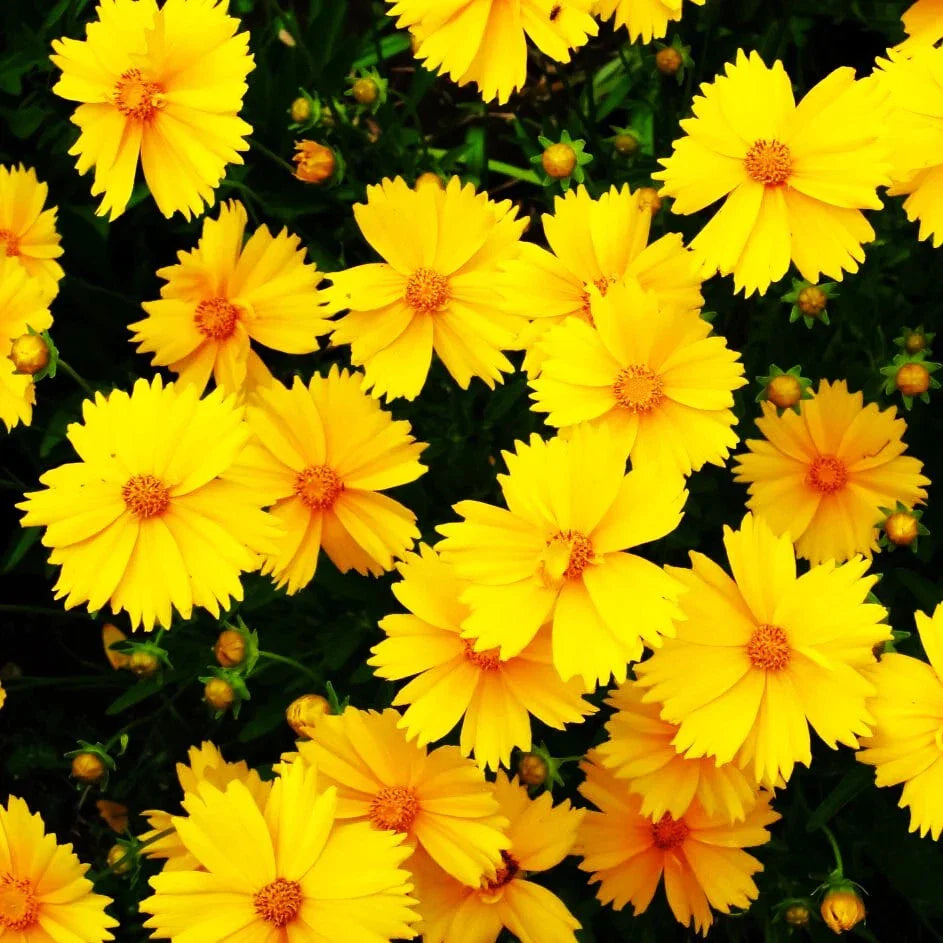 Lanceleaf Coreopsis Seeds - Yellow Lance-Leaved Coreopsis lanceolata for 2025 Planting