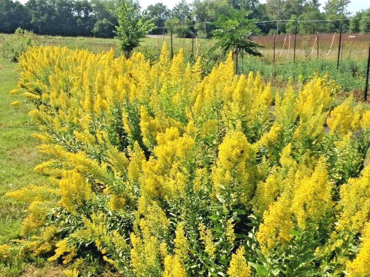 Goldenrod Seeds - 101+ Showy Perennial Wildflower for Pollinators - Solidago spp. - Autumn Blooming Native Plant