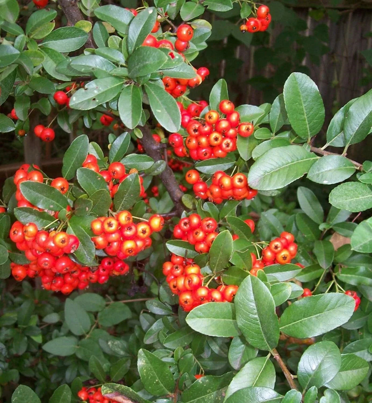 Victory Pyracantha Seeds, Climbing Firethorn Bush, 30+ Seeds, Outdoor Garden Plant, Pyracantha coccinea