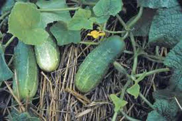 Pickling Cucumber Seeds, 100 Seeds, National Heirloom, Non-GMO, Cucumis sativus
