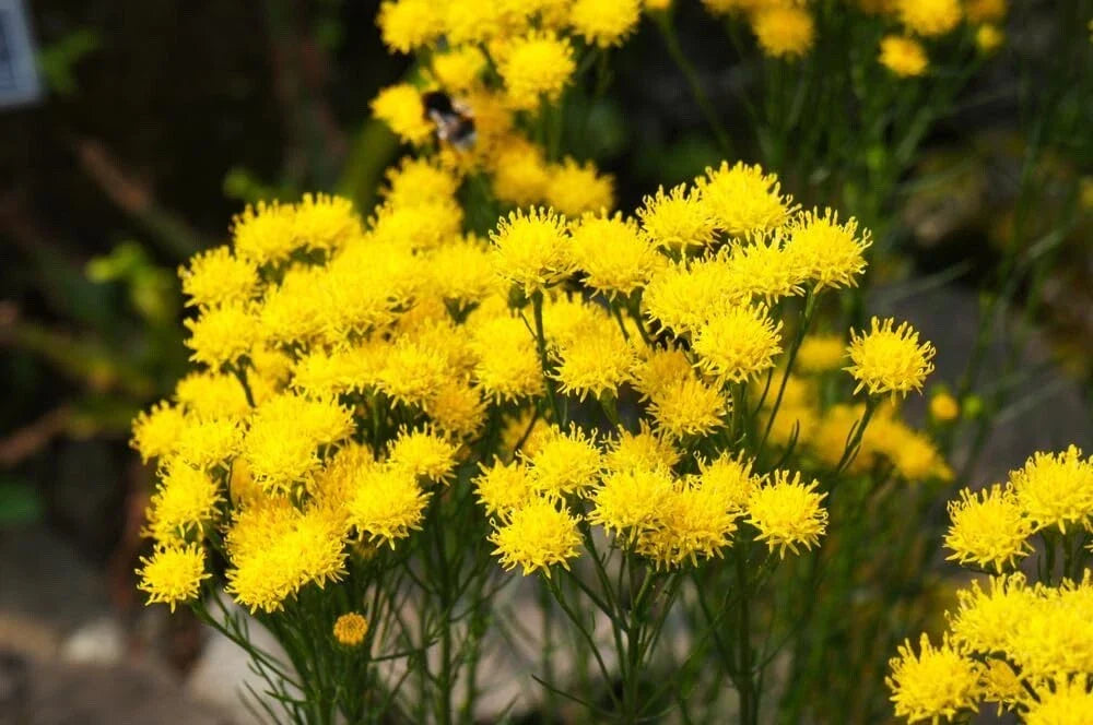 Goldilocks Aster Flower Seeds - 20 Pack - Yellow Blooms - Aster linosyris, Starwort