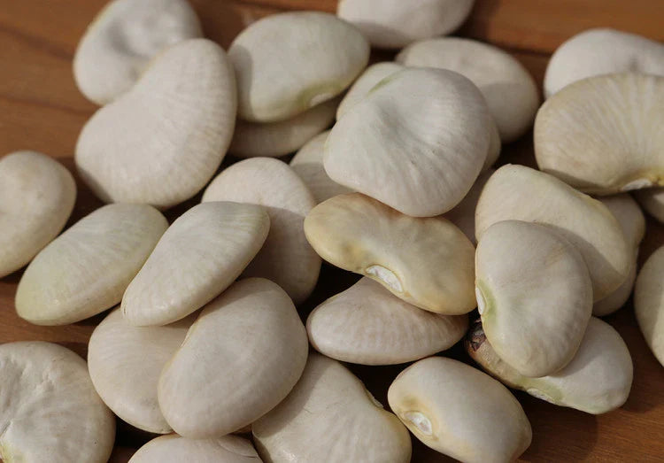Lima Bean Seed - Burpee Improved Variety - Fresh Seed for Planting - Phaseolus lunatus