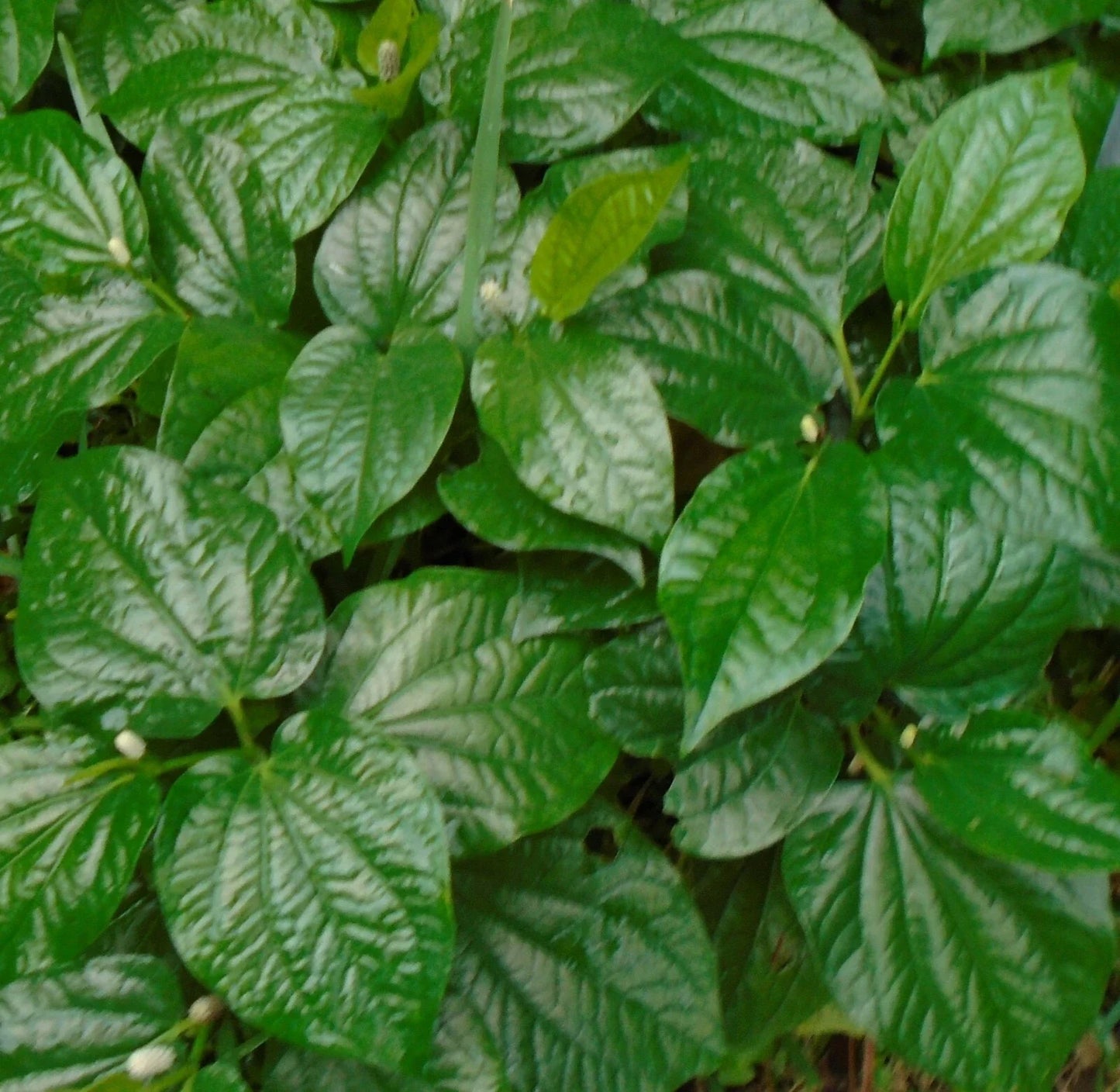 Natural Betel Leaves Stems 4" to 6" - Lá lốt, Lolot, Piper, Texas
