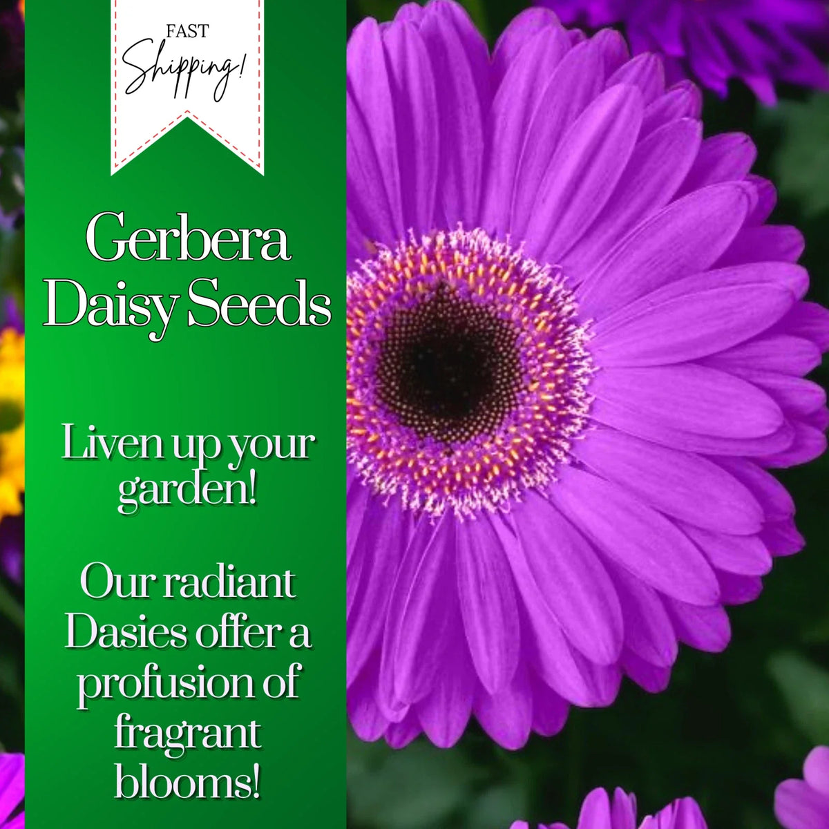Gerbera Daisy Seeds - 50+ Seeds, Colorful Annual Flower Seeds for Flower Beds, Gerbera jamesonii
