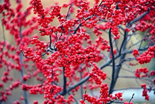 Winterberry Bush Seeds - 50 Pack - Ilex verticillata - Essential Winter Planting