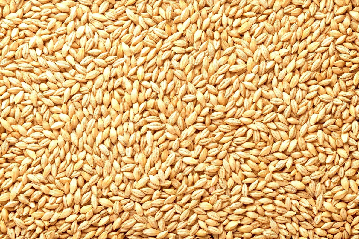 Whole Barley Seeds | 1 lb | All Natural for Juicing, Malt Brewing, Beer Making | Hordeum vulgare