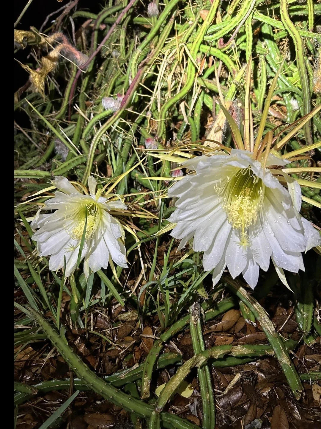 Queen of the Night Blooming Cactus Plant - Rooted Cereus Selenicereus Grandiflorus - Unique Night-Blooming Succulent Gift