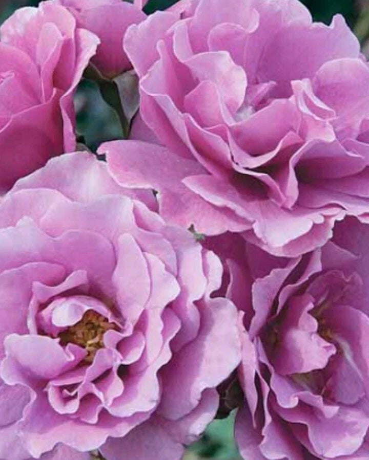 Angel Face Rose Cuttings - 5 Unrooted Cuttings - Rosa 'Angel Face' - Fragrant Pink Blooms for Gardening and Landscaping
