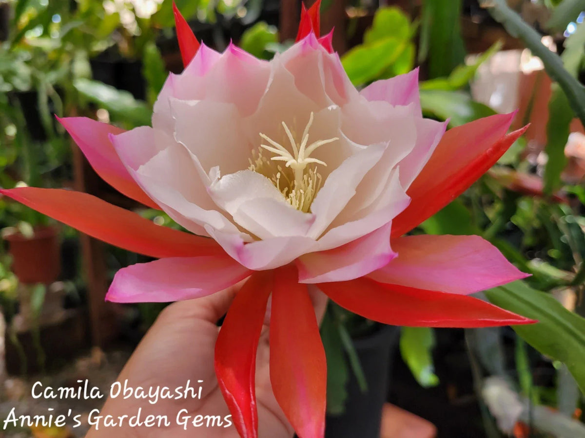 Orchid Cactus in 4 Inch Pot, Epiphyllum Camila Obayashi, Well Rooted, Tropical Houseplant for Home Decor