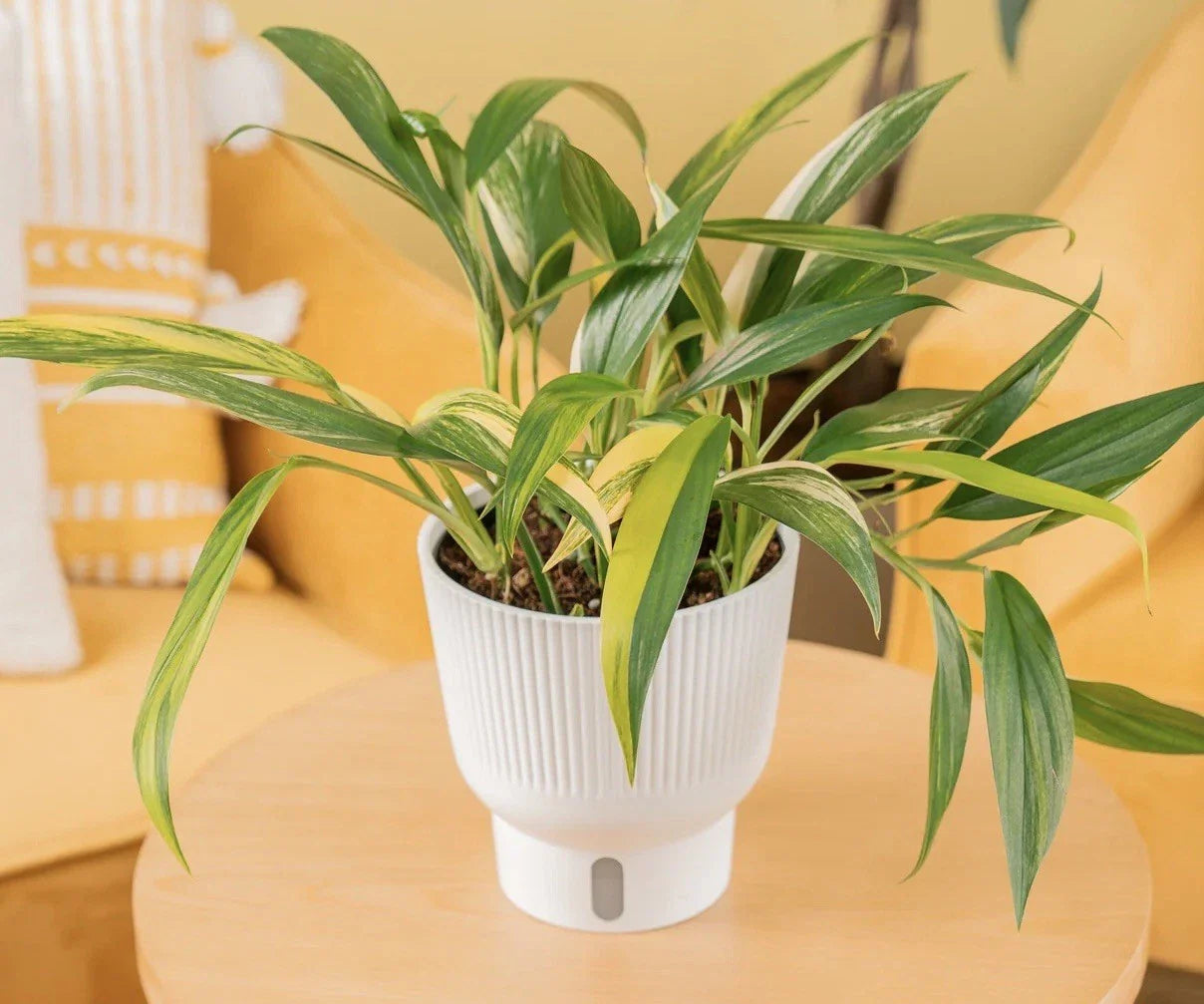 Epipremnum Amplissimum Cutting (1) - Rare Houseplant Cutting, Tropical Greenery, Easy Care Indoor Plant