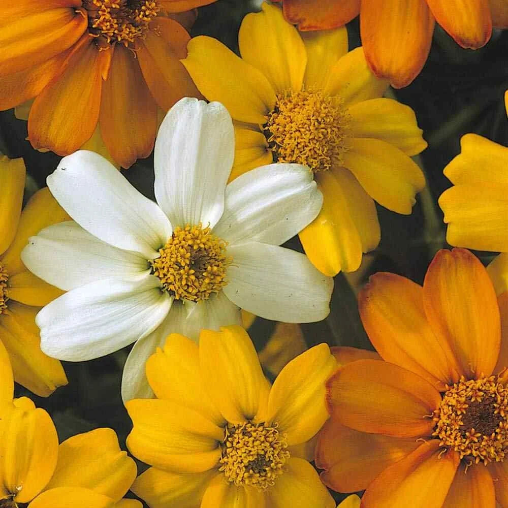 Starbright Mix Zinnia Seeds - 100+ Pack for Garden Planting - Zinnia elegans - USA