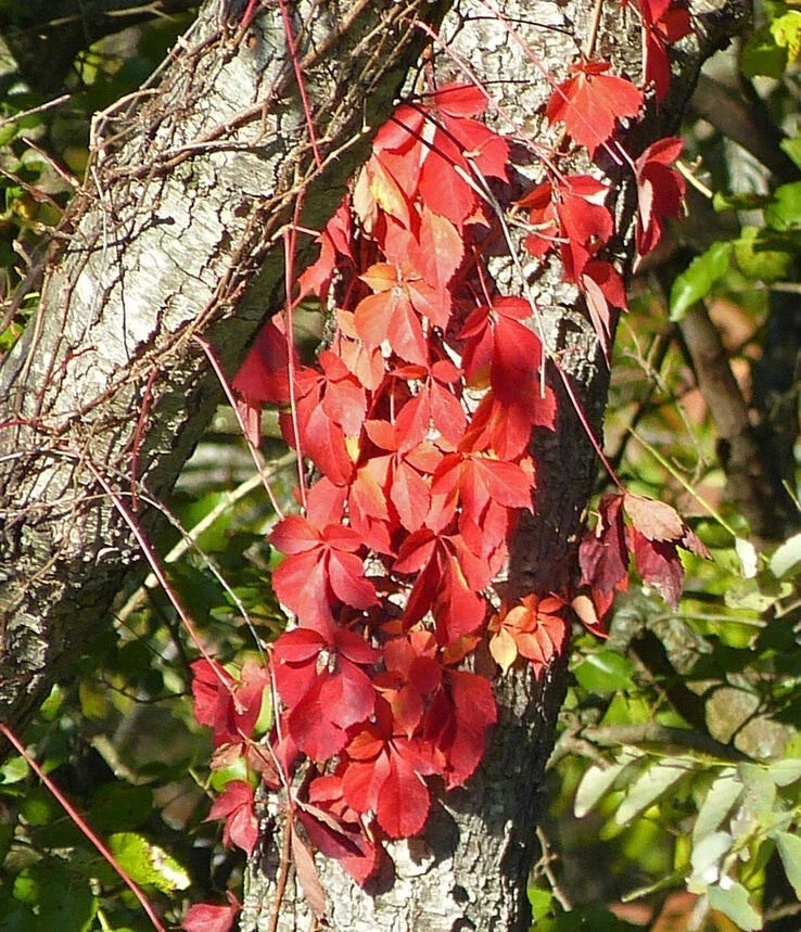 Virginia Creeper Plant Cuttings - 5 Live Rooted Perennials - Hardy Ground Cover Vines (Parthenocissus quinquefolia)