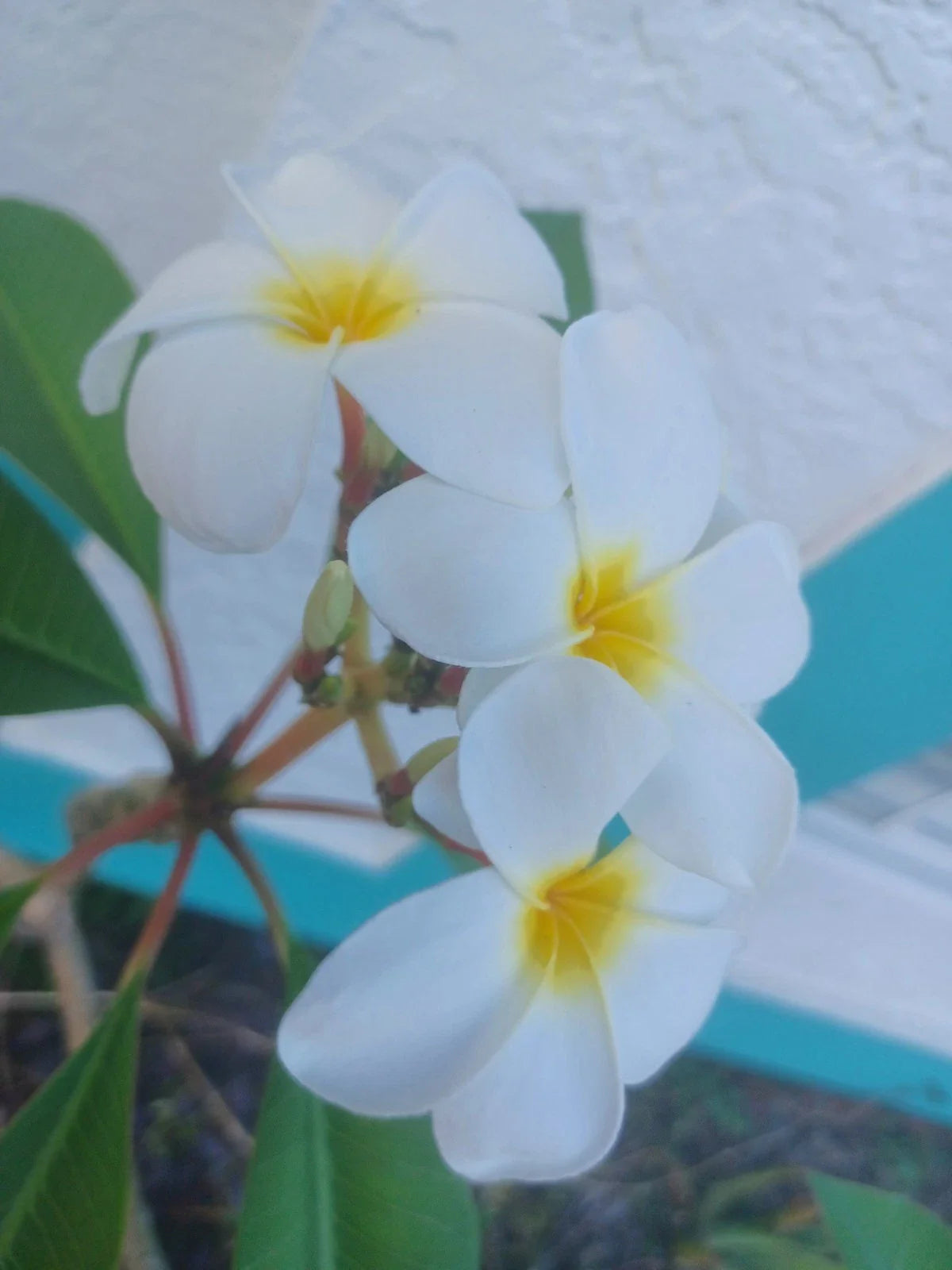 Plumeria Cuttings - Colorful Variety - Frangipani (Plumeria) - Vibrant Flowers for Planting