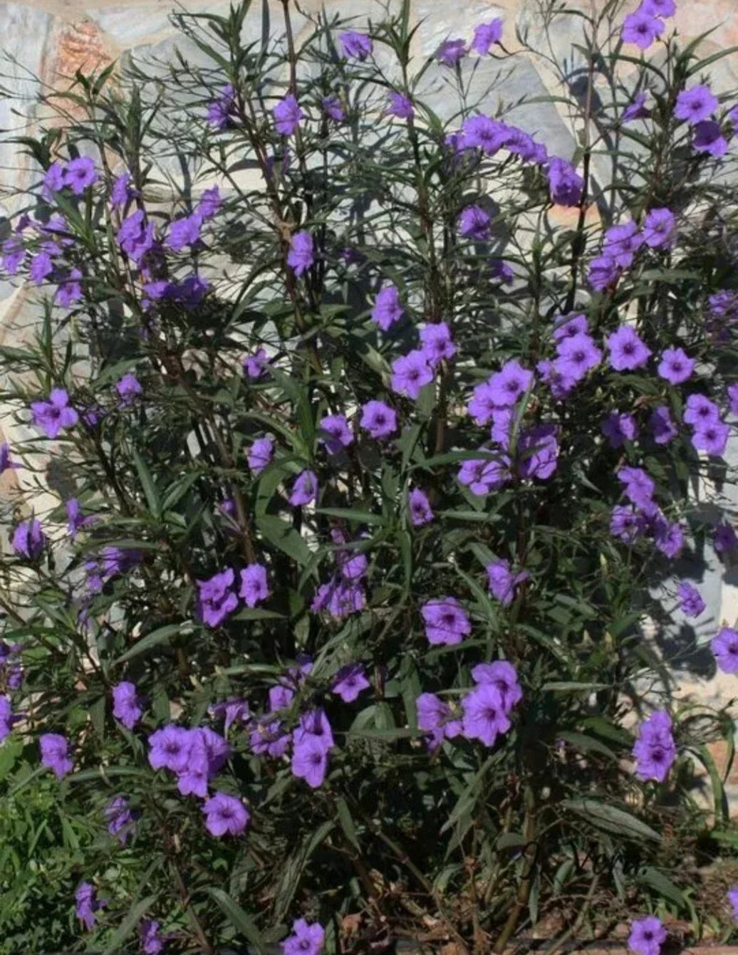 Mexican Petunia Plants - 3 Live Bare Root - Purple Ruellia Tuberosa - Rare & Exotic Garden Flowers